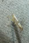 Argyresthia spinosella