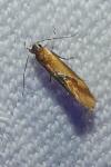 Batia lunaris