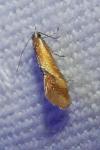Batia lunaris