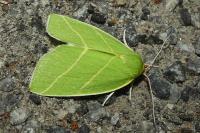 Bena bicolorana