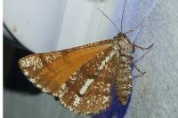 Bupalus piniaria