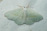 Campaea margaritaria