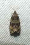 Celypha lacunana