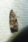 Celypha lacunana