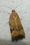 Choristoneura hebenstreitella