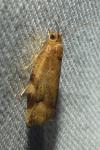 Choristoneura hebenstreitella