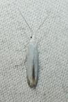 Coleophora