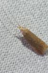 Coleophora