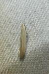 Coleophora