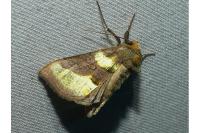 Diachrysia chrysitis