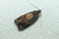 Ditula angustiorana