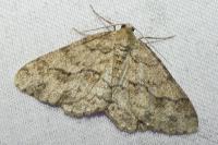 Ectropis crepuscularia