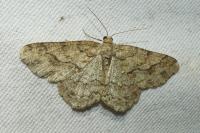 Ectropis crepuscularia