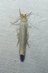 Eilema caniola