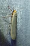 Eilema caniola