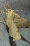 Ennomos erosaria