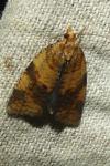 Epagoge grotiana
