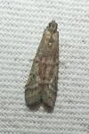 Ephestia elutella/woodiella