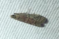 Ephestia elutella/woodiella