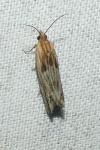 Eucosma cana