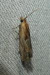 Eucosma cana