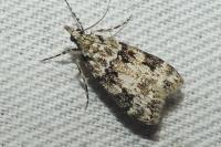 Eudonia delunella
