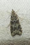 Eudonia mercurella