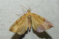 Gandaritis pyraliata