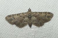 Gymnoscelis rufifasciata