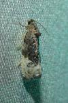 Hedya nubiferana
