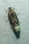 Hedya nubiferana
