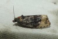 Hedya ochroleucana