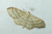 Idaea aversata