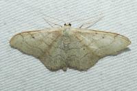 Idaea aversata