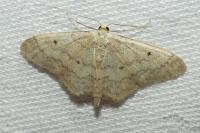 Idaea biselata