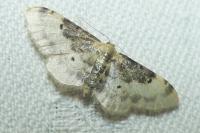 Idaea filicata
