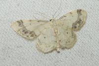 Idaea trigeminata