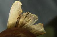 Katha depressa