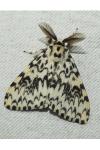 Lymantria monacha