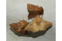 Malacosoma neustria