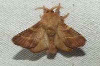 Malacosoma neustria