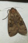 Noctua pronuba
