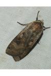 Noctua pronuba