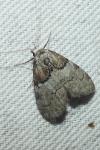 Nola cucullatella