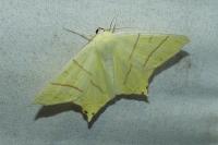 Ourapteryx sambucaria