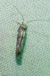 Paraswammerdamia albicapitella