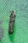 Paraswammerdamia albicapitella