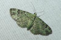 Pasiphila rectangulata