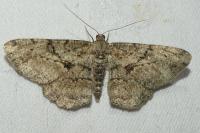 Peribatodes rhomboidaria