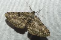 Peribatodes rhomboidaria